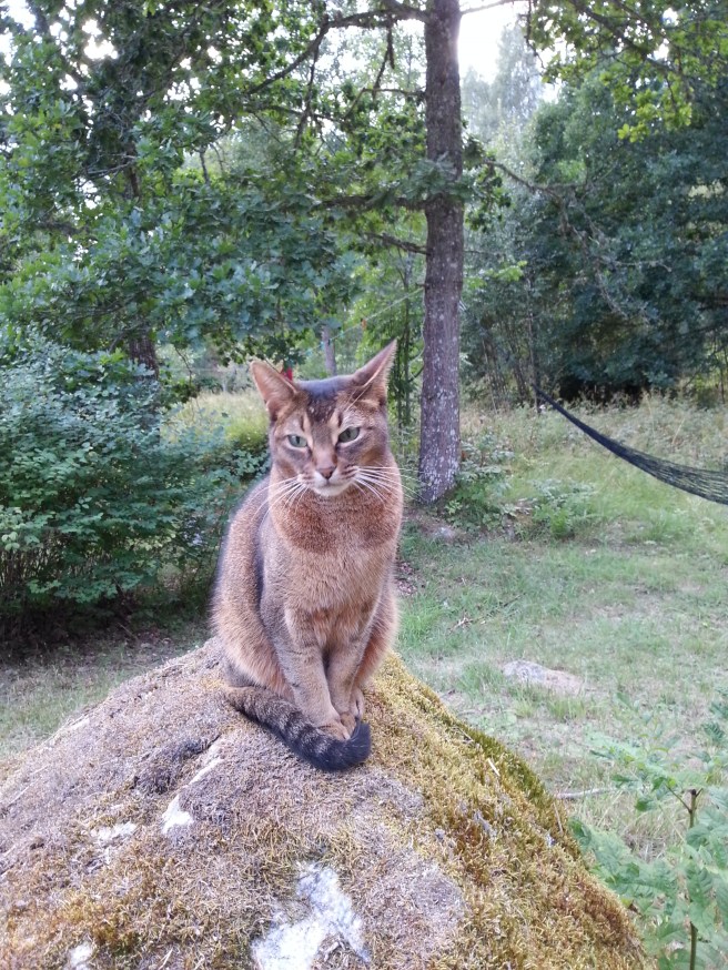 20140814_200151.jpg image