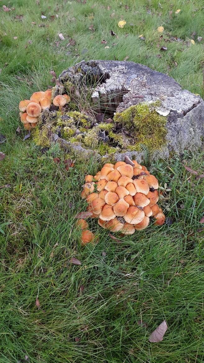 20151018_155335.jpg image