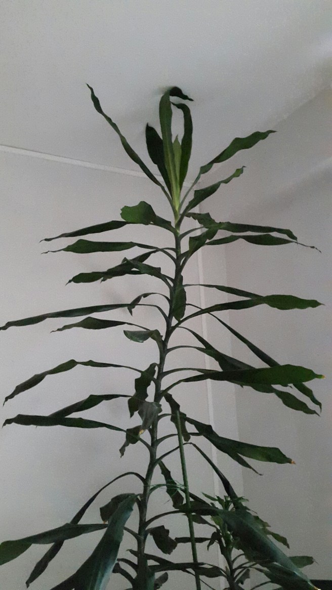 20151128_130201.jpg image