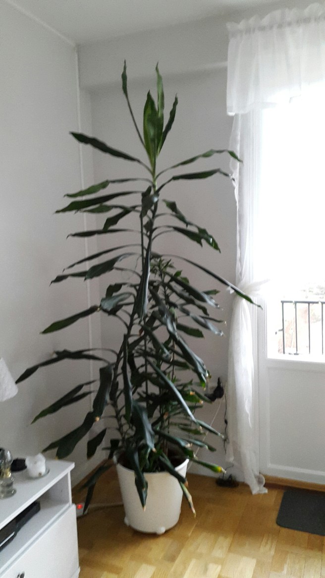 20151206_130813.jpg image